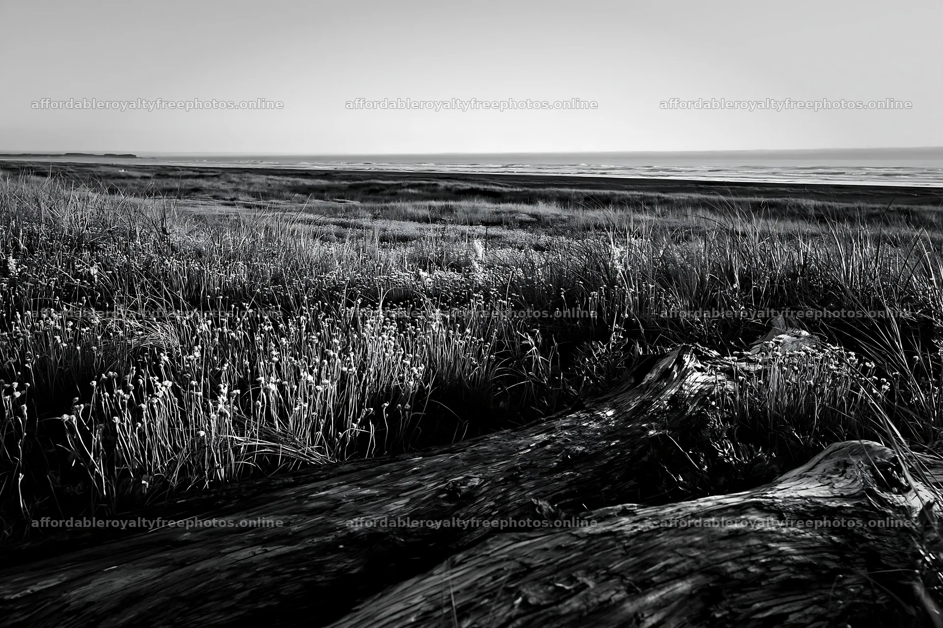 Coastal meadow with driftwood in Chiba – royalty-free photos 9722x6480