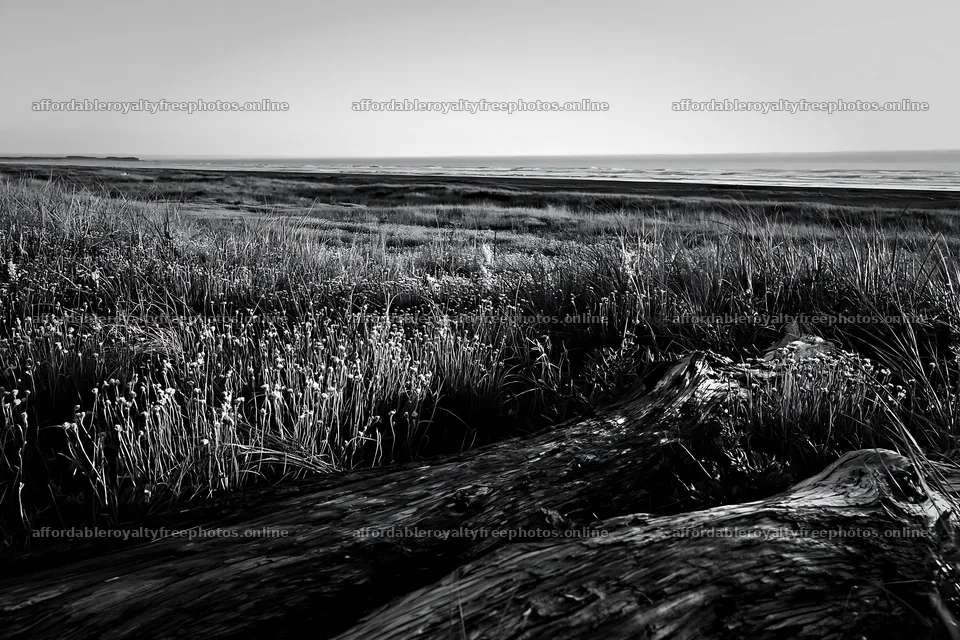 Coastal meadow with driftwood in Chiba – royalty-free photos 9722x6480