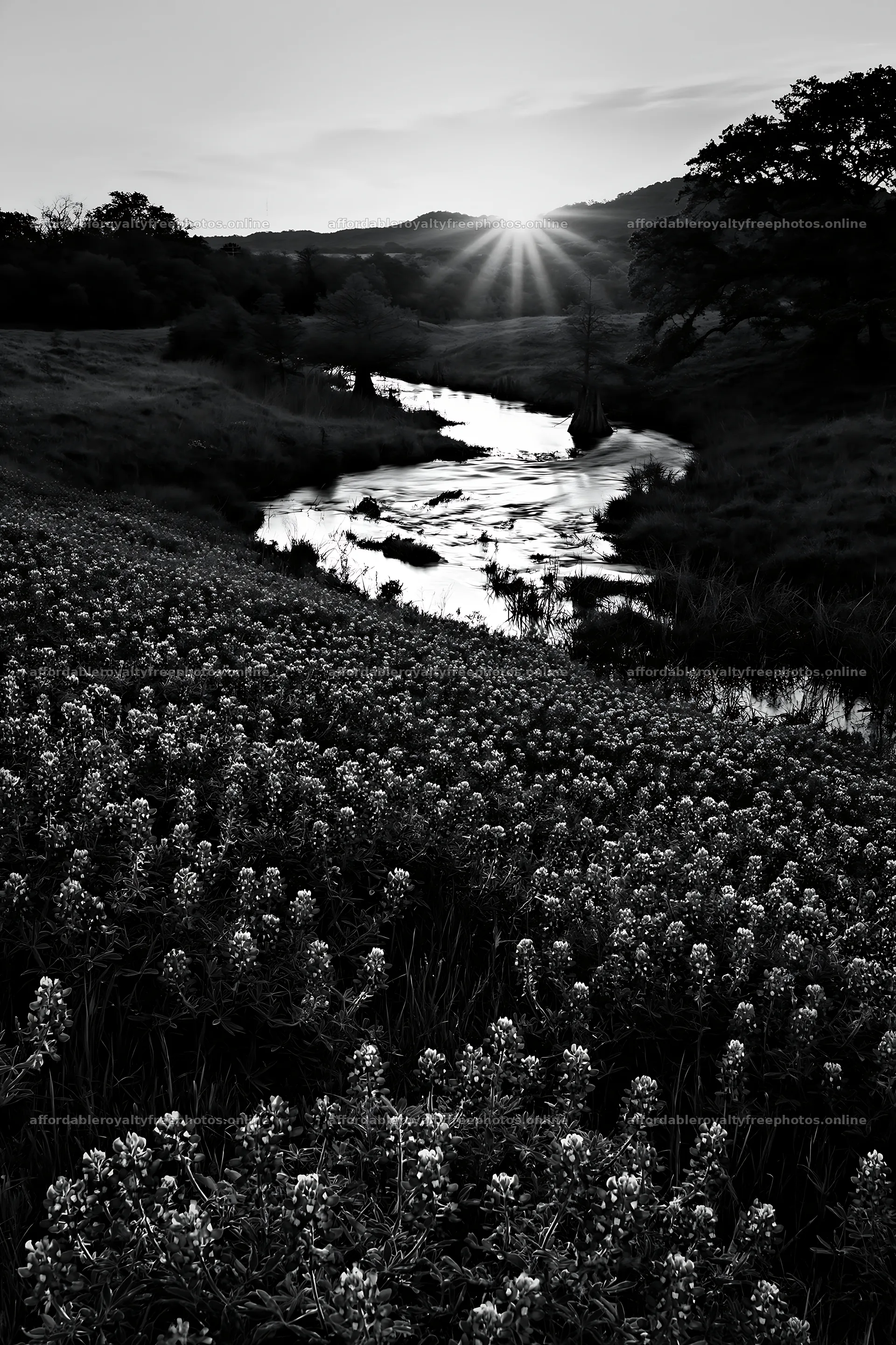Bluebonnet meadow sunrise over a river and rolling hills – royalty-free photos 6480x9722