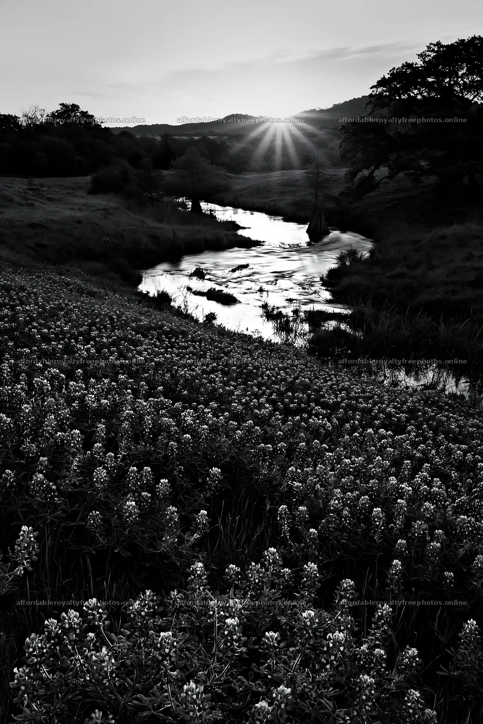 Bluebonnet meadow sunrise over a river and rolling hills – royalty-free photos 6480x9722