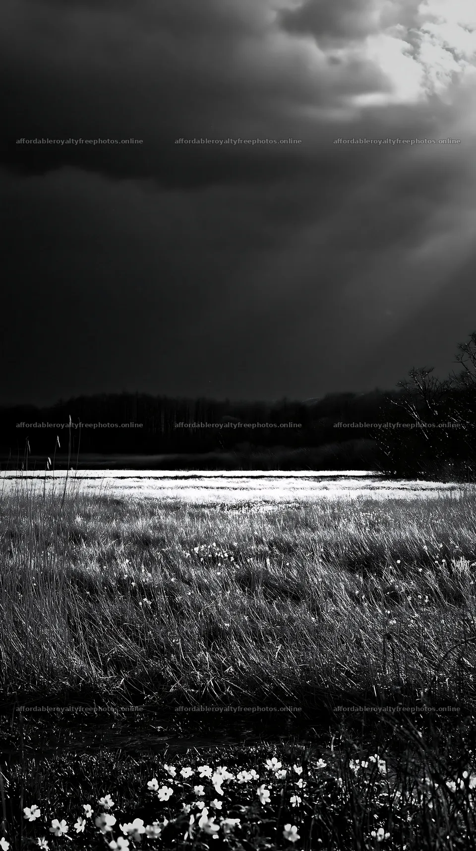 Akita snowmelt meadow with silver grasses under dark – royalty-free photos 5938x10608