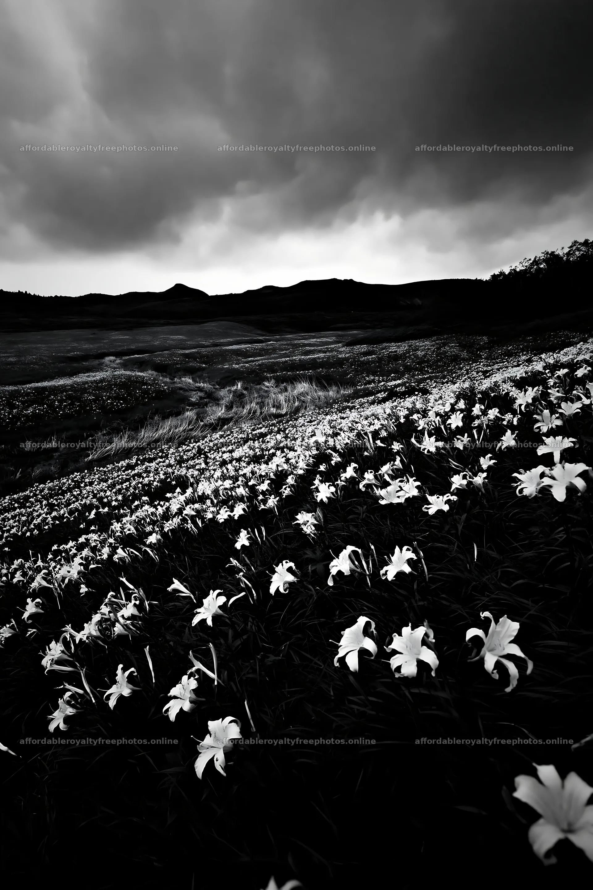 Kirigamine highland daylily meadow with dark clouds – royalty-free photos 6480x9722