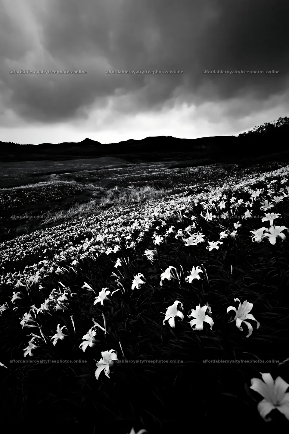 Kirigamine highland daylily meadow with dark clouds – royalty-free photos 6480x9722