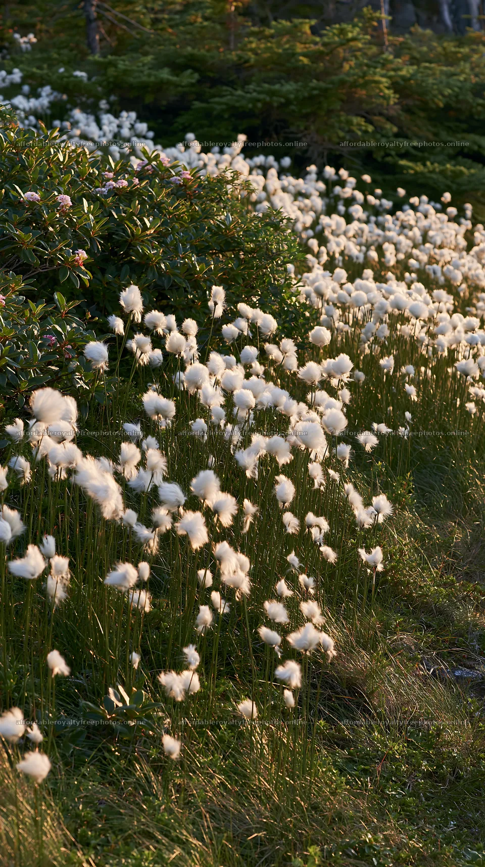 Cottongrass meadow during golden hour in natural setting – royalty-free photos 5938x10608