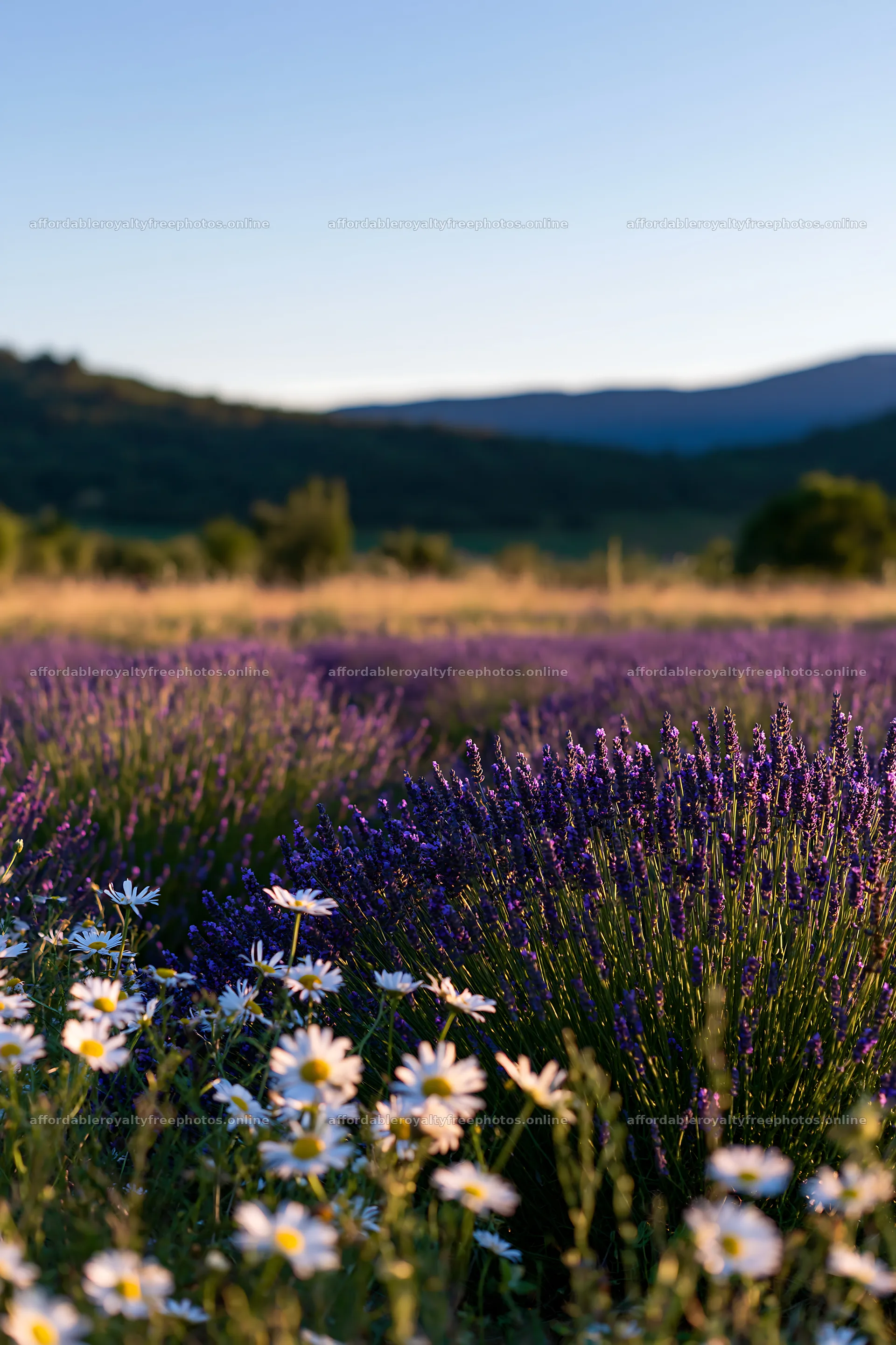 Vibrant lavender field with white blooms and mountains – royalty-free photos 6480x9722