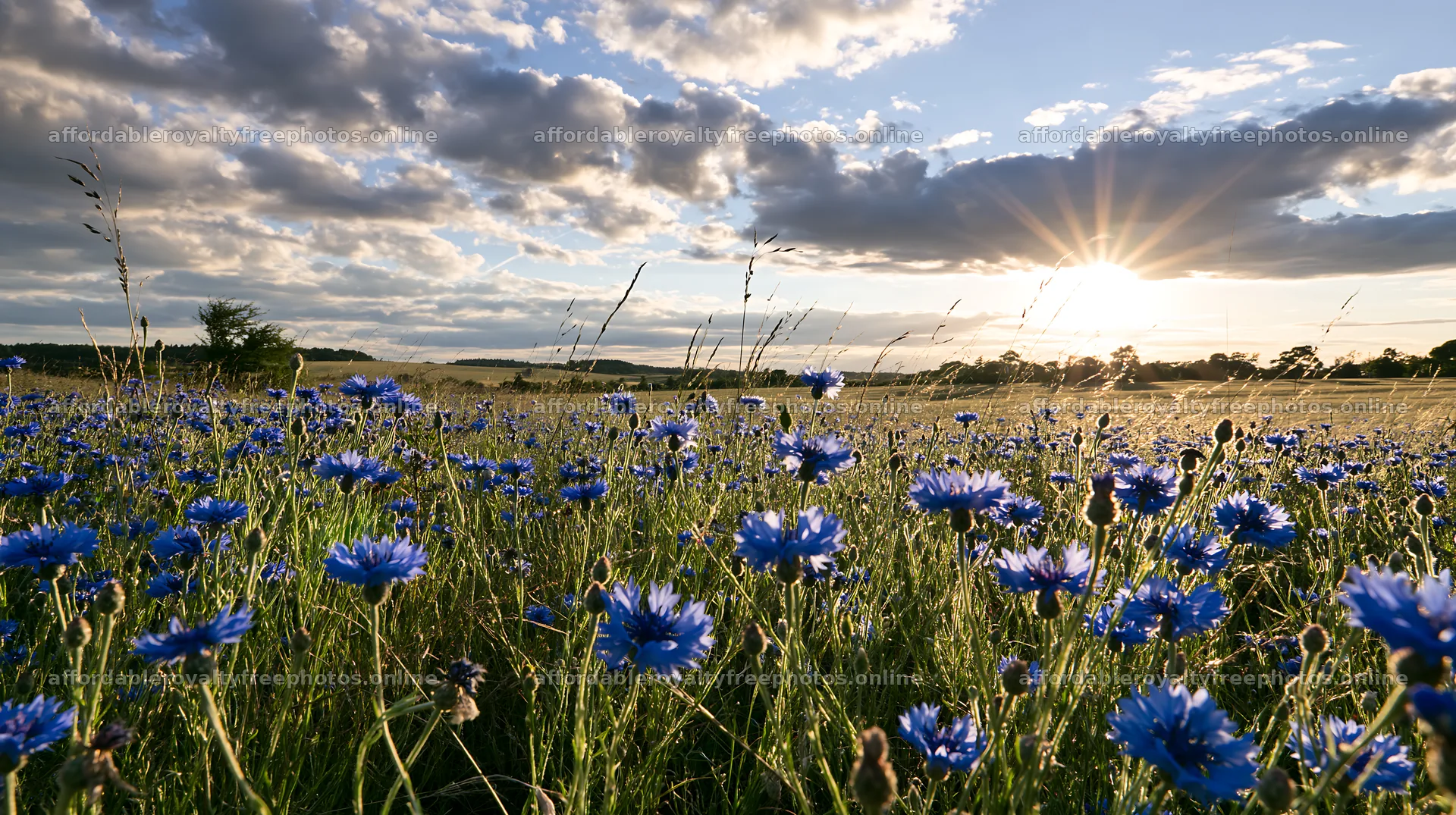 Cornflower meadow website header image at sunset – royalty-free photos 10608x5938