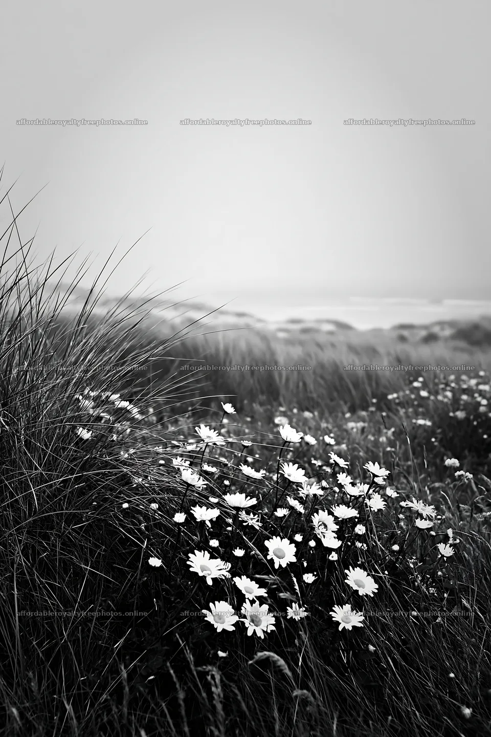 Meadow flowers on machair beach under cloudy sky – royalty-free photos 6480x9722