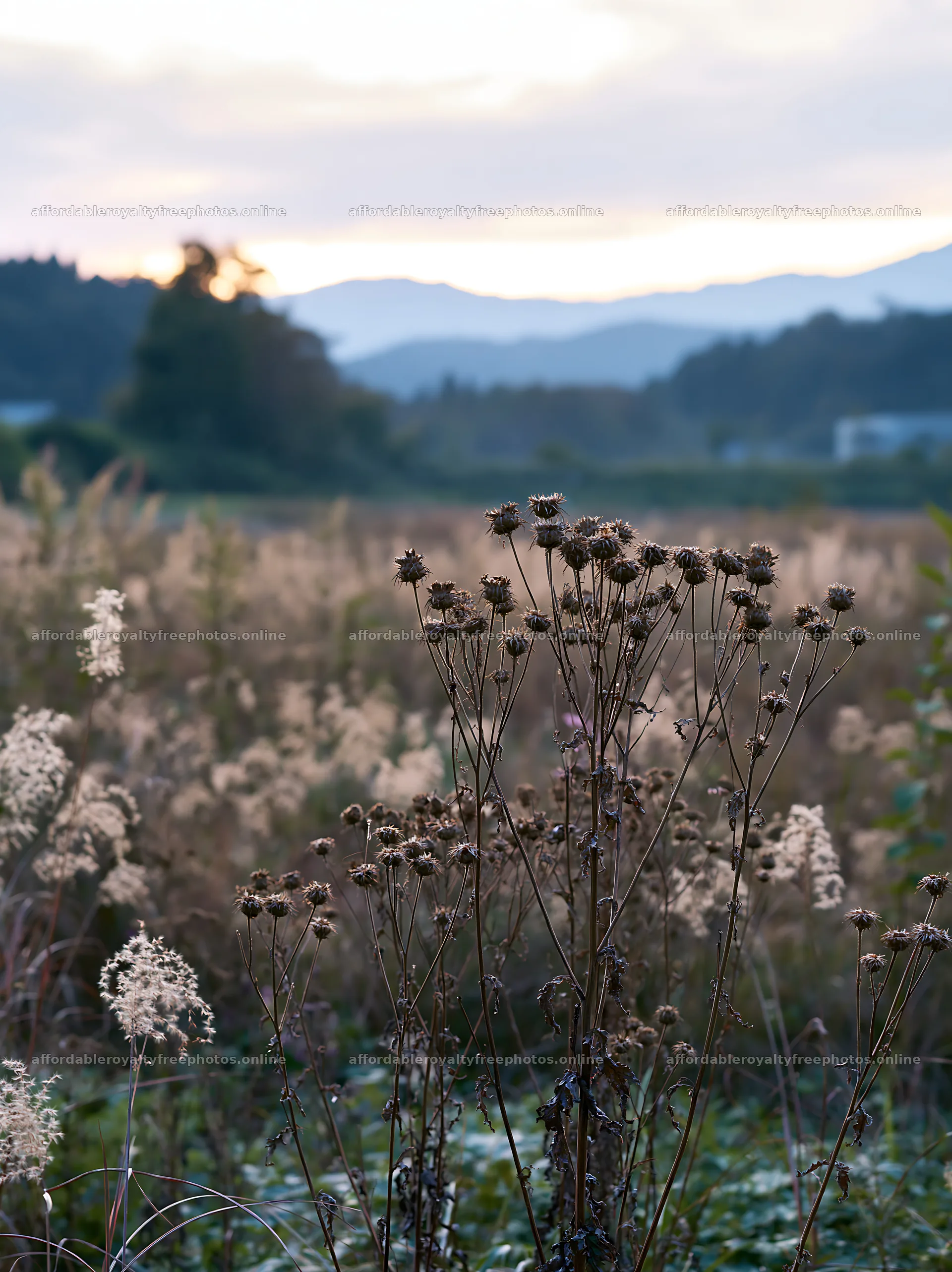 Restored meadow in Aichi during autumn with seedheads in – royalty-free photos 6866x9174