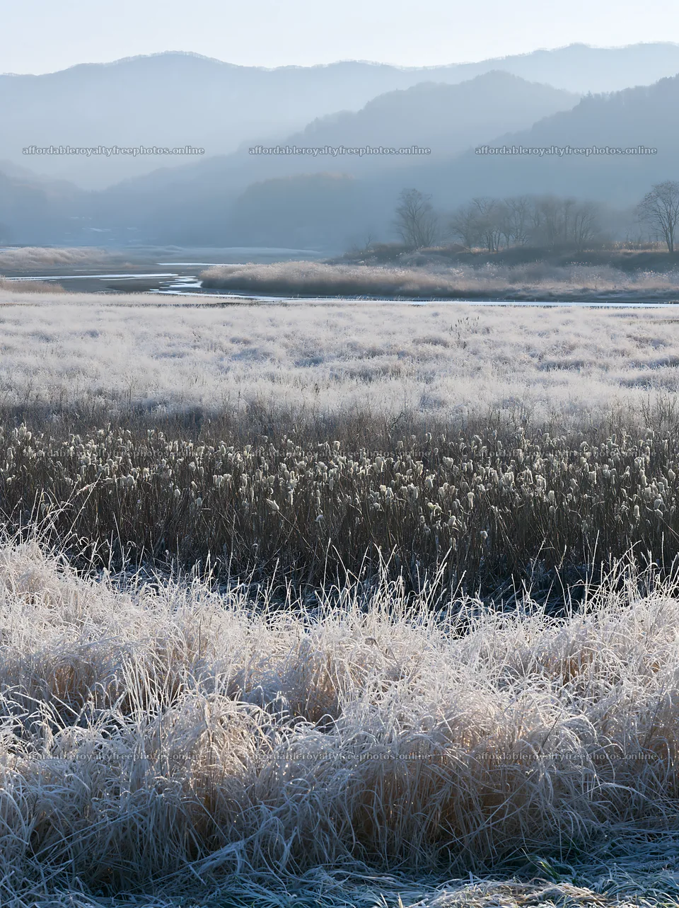 Akita snowmelt meadow with silver grasses in morning – royalty-free photos 6866x9174