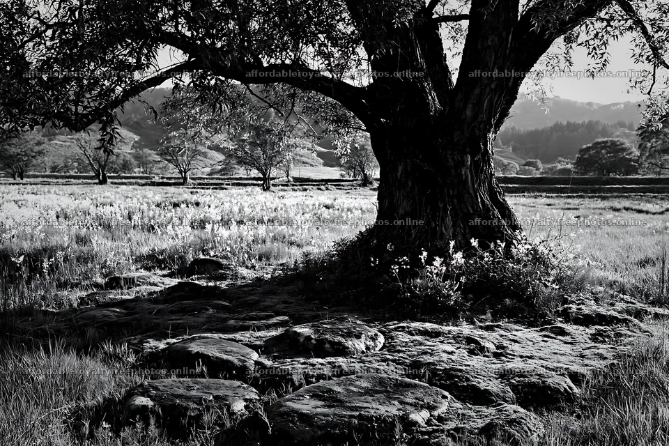 Miyagi spring recovery meadow mossy stone with tree and – royalty-free photos 9722x6480