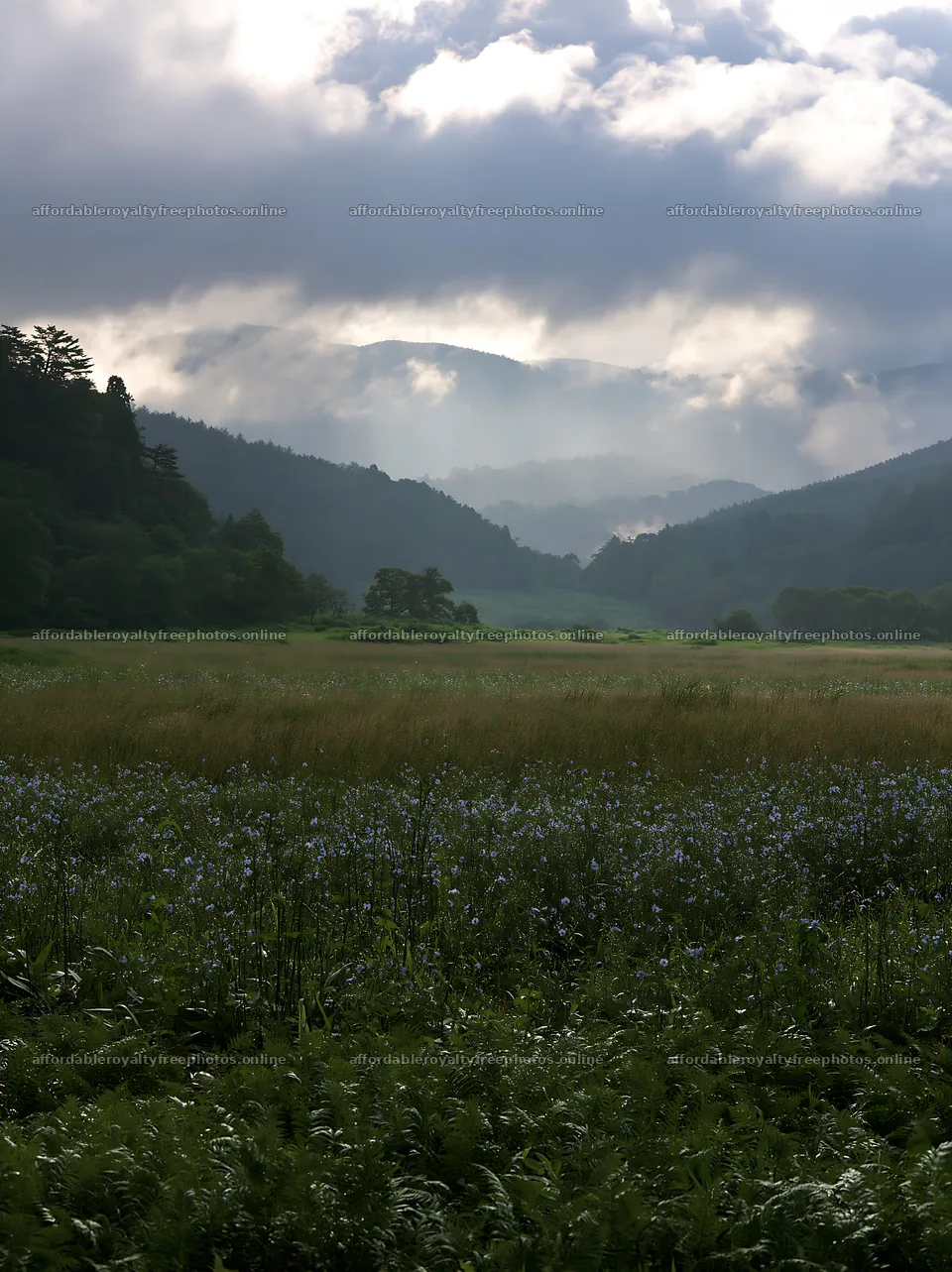Summer meadow in Nara with ferns in the foreground – royalty-free photos 6866x9174