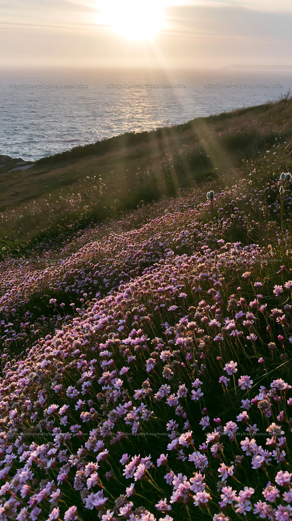 Crepuscular rays shining over a meadow by the sea – royalty-free photos 5938x10608