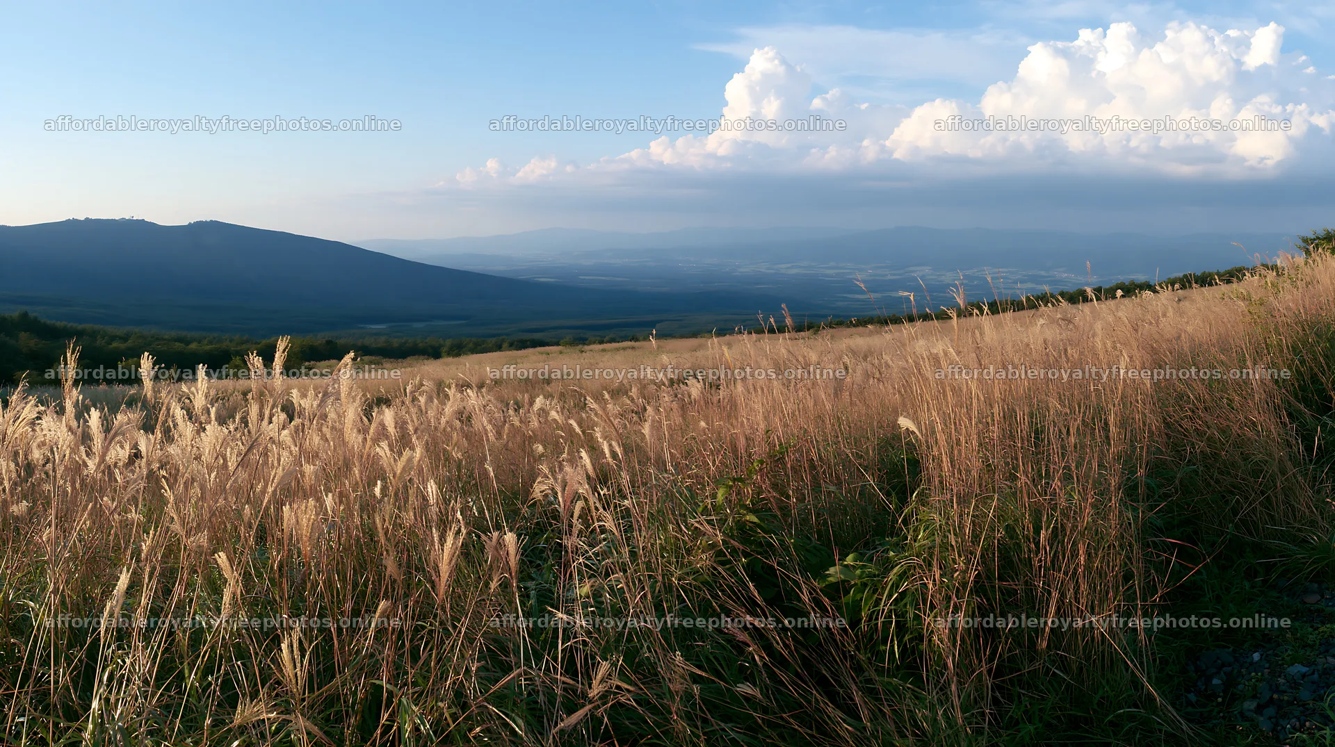 Iwate rain refreshed meadow seedhead foreground – royalty-free photos 10608x5938