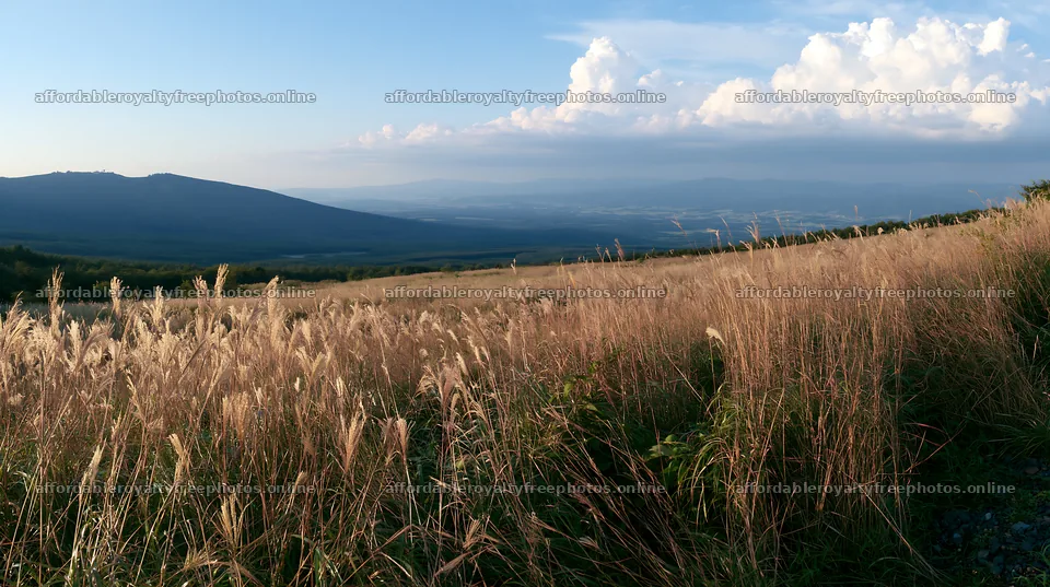 Iwate rain refreshed meadow seedhead foreground – royalty-free photos 10608x5938