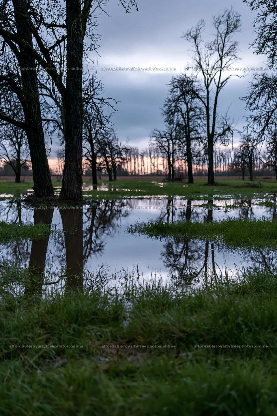 Moody orchard meadow with flooded ground and tree – royalty-free photos 6480x9722