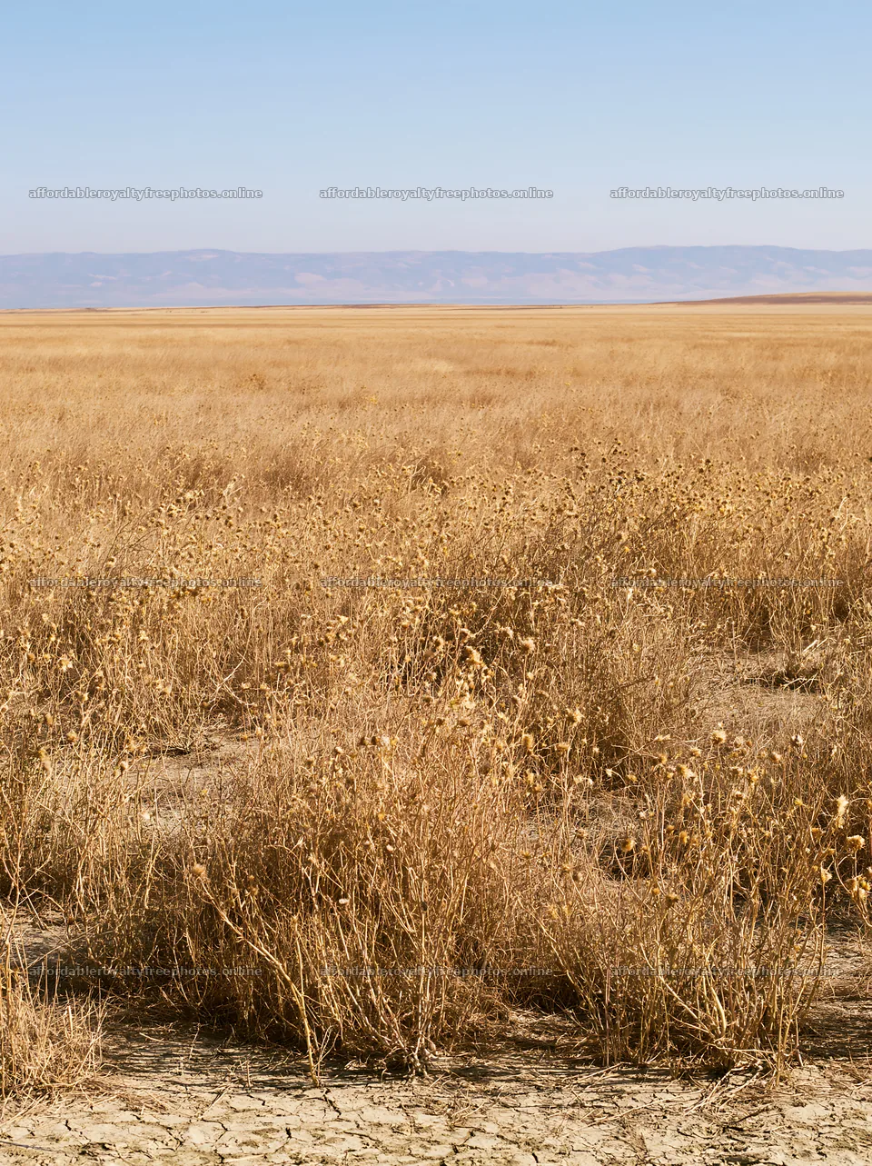 Drought-tolerant meadow with dry grasses and distant – royalty-free photos 6866x9174