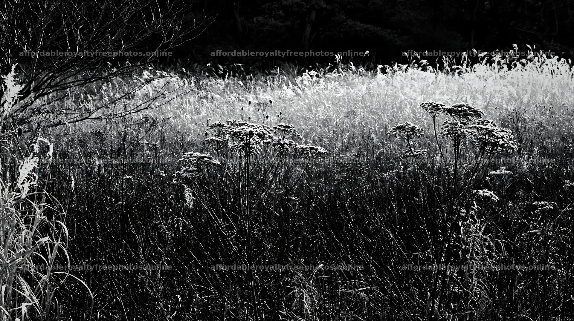 Tokyo urban biodiversity meadow with seedheads in – royalty-free photos 10608x5938
