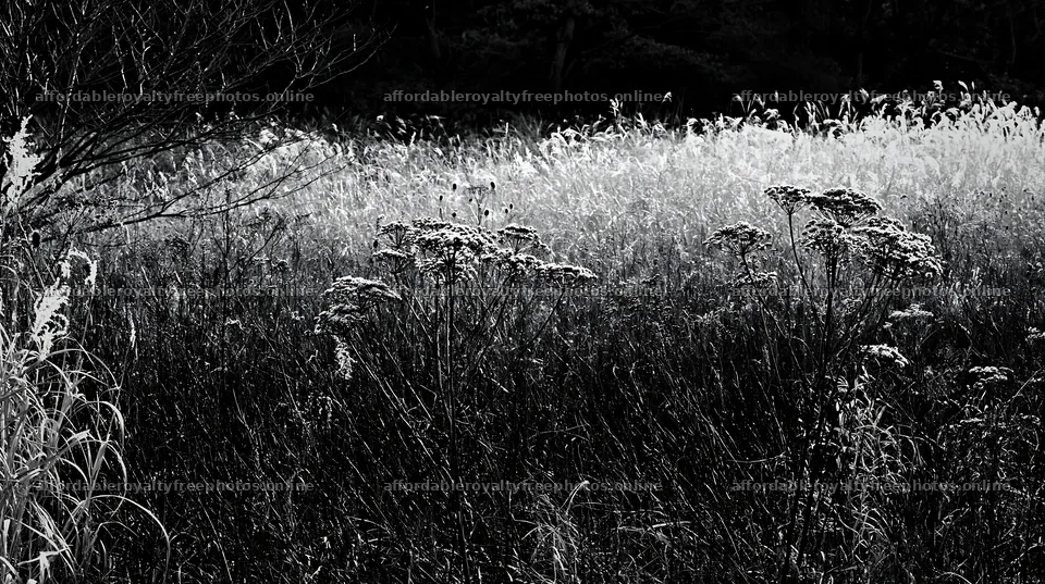 Tokyo urban biodiversity meadow with seedheads in – royalty-free photos 10608x5938