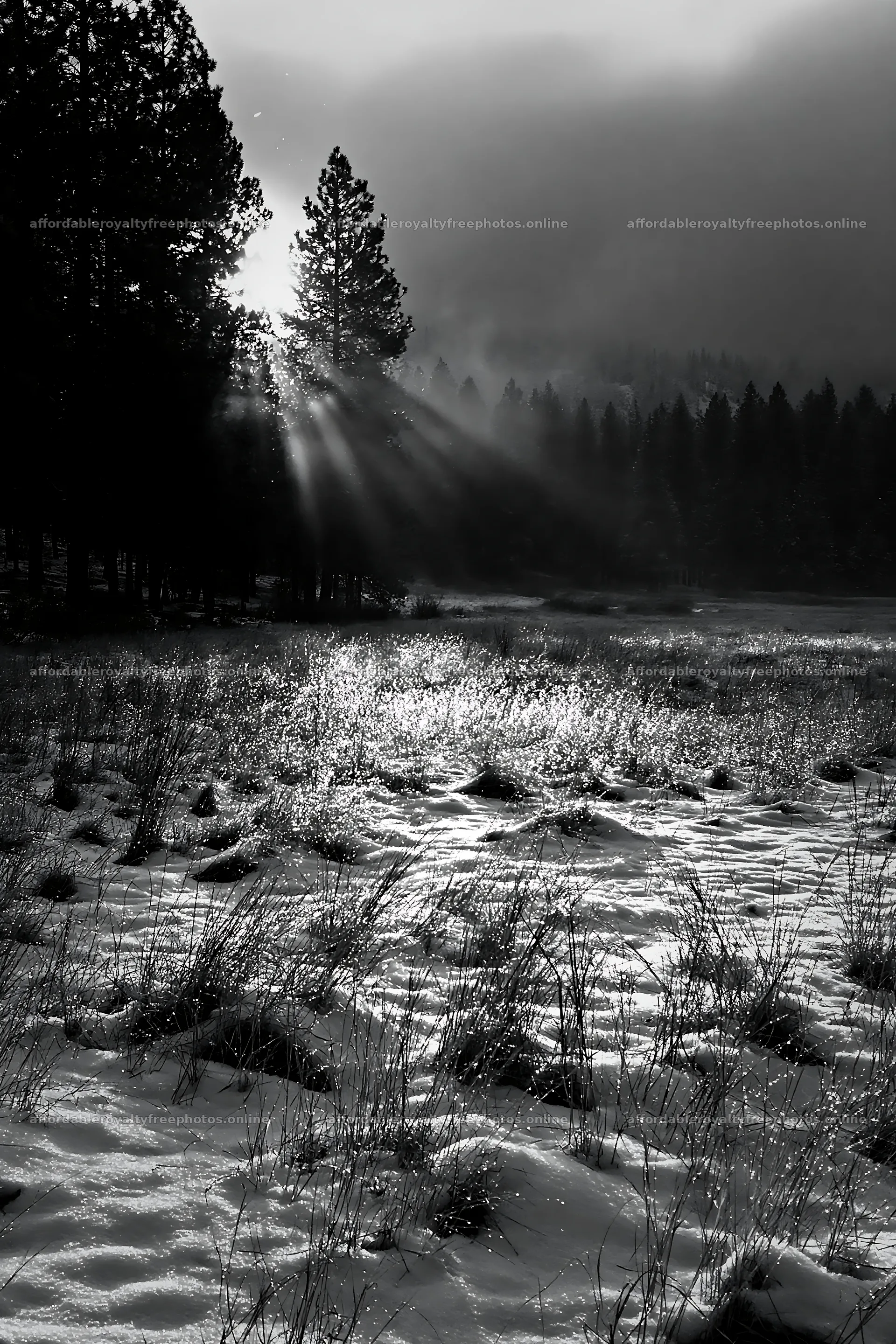 Snowy meadow at foothills with sunlight and trees – royalty-free photos 6480x9722