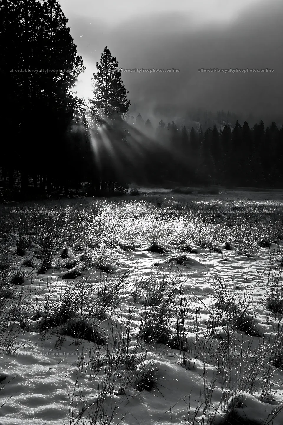 Snowy meadow at foothills with sunlight and trees – royalty-free photos 6480x9722