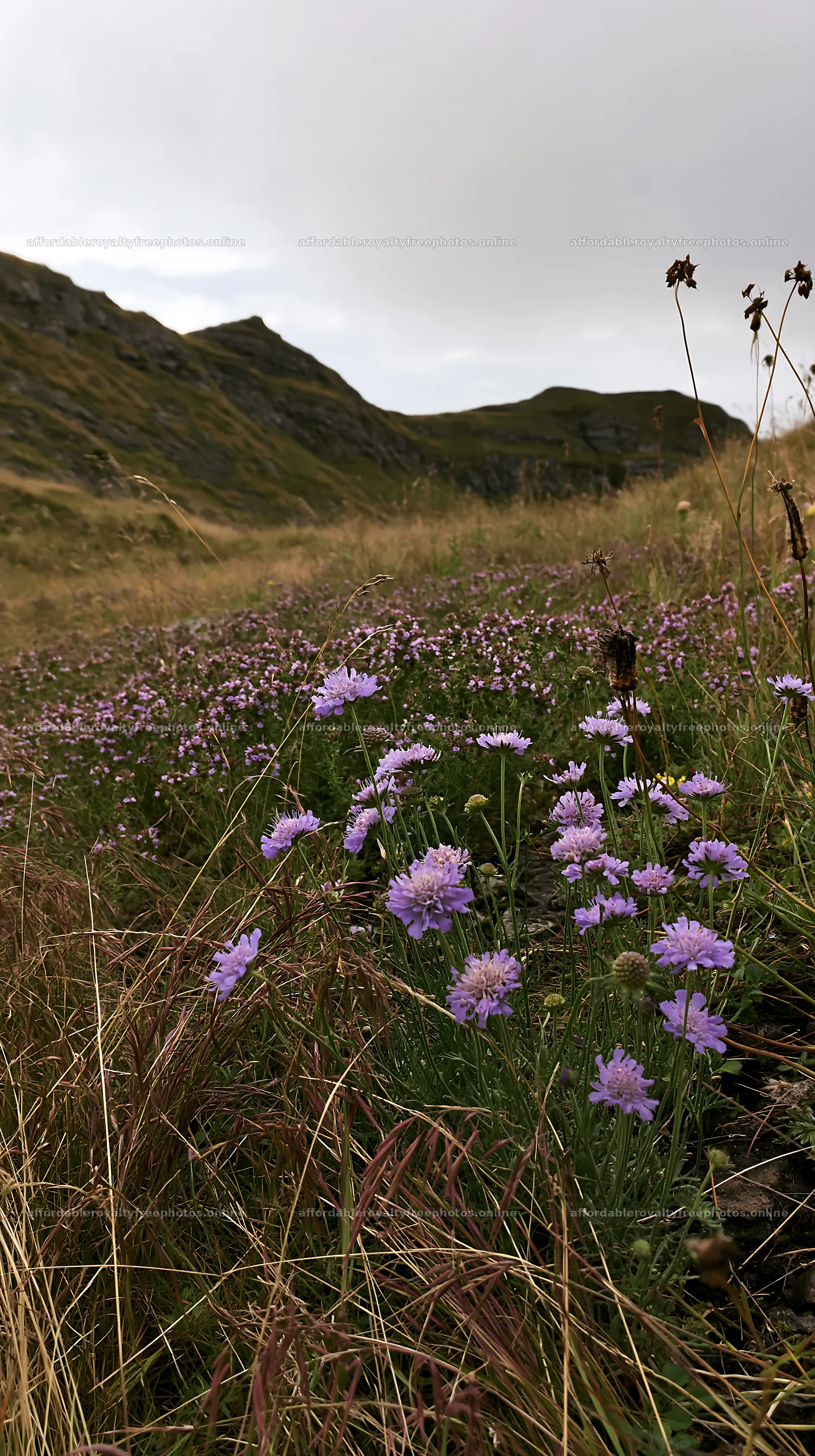 Cloudy dry limestone meadow with flowers and hills in – royalty-free photos 5938x10608