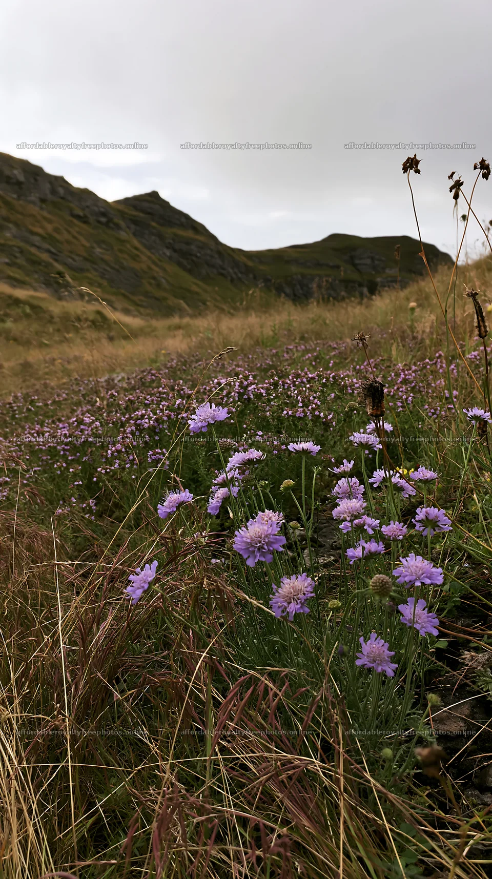 Cloudy dry limestone meadow with flowers and hills in – royalty-free photos 5938x10608