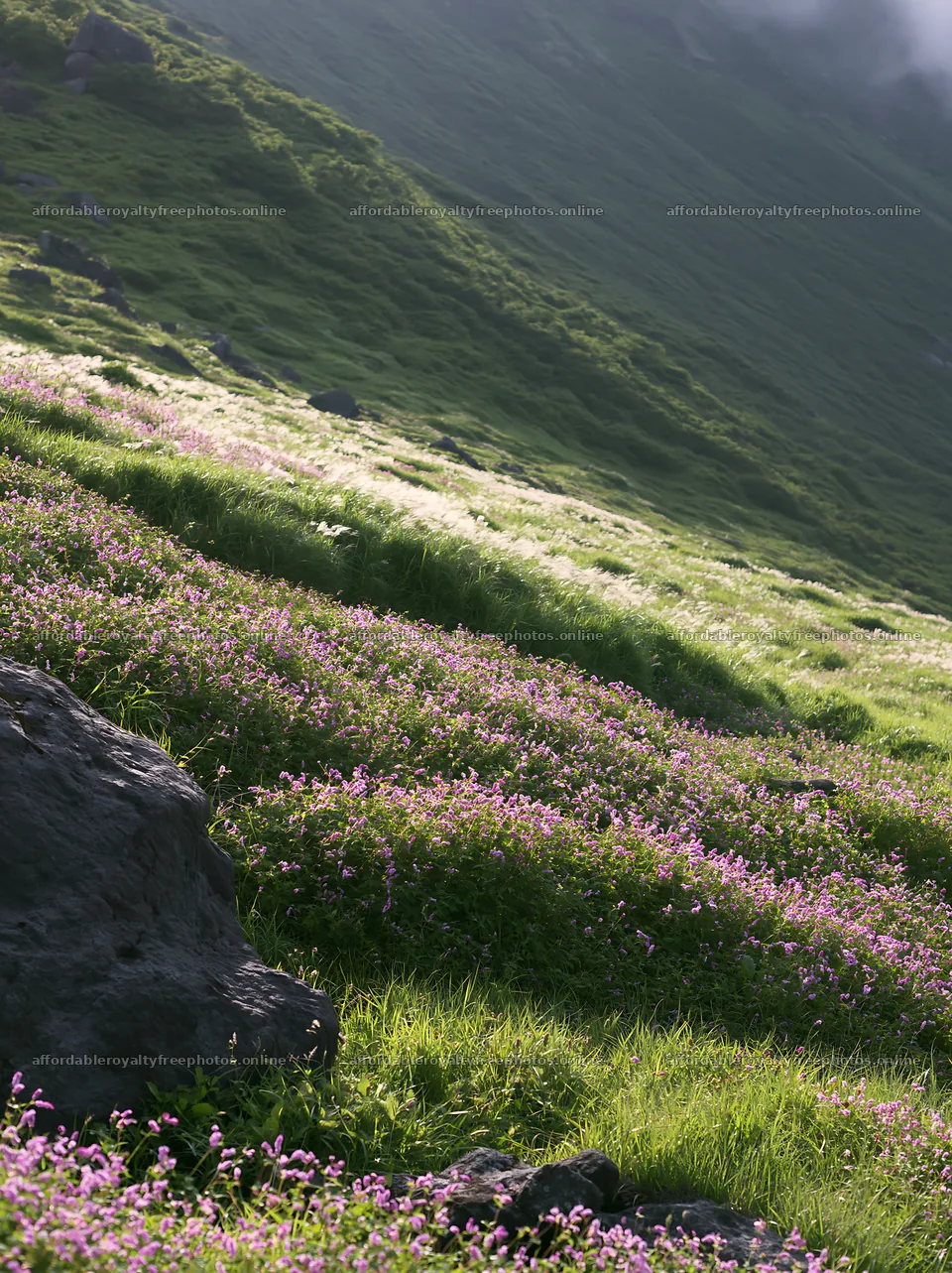 Aomori climate resilient meadow with boulder in green – royalty-free photos 6866x9174