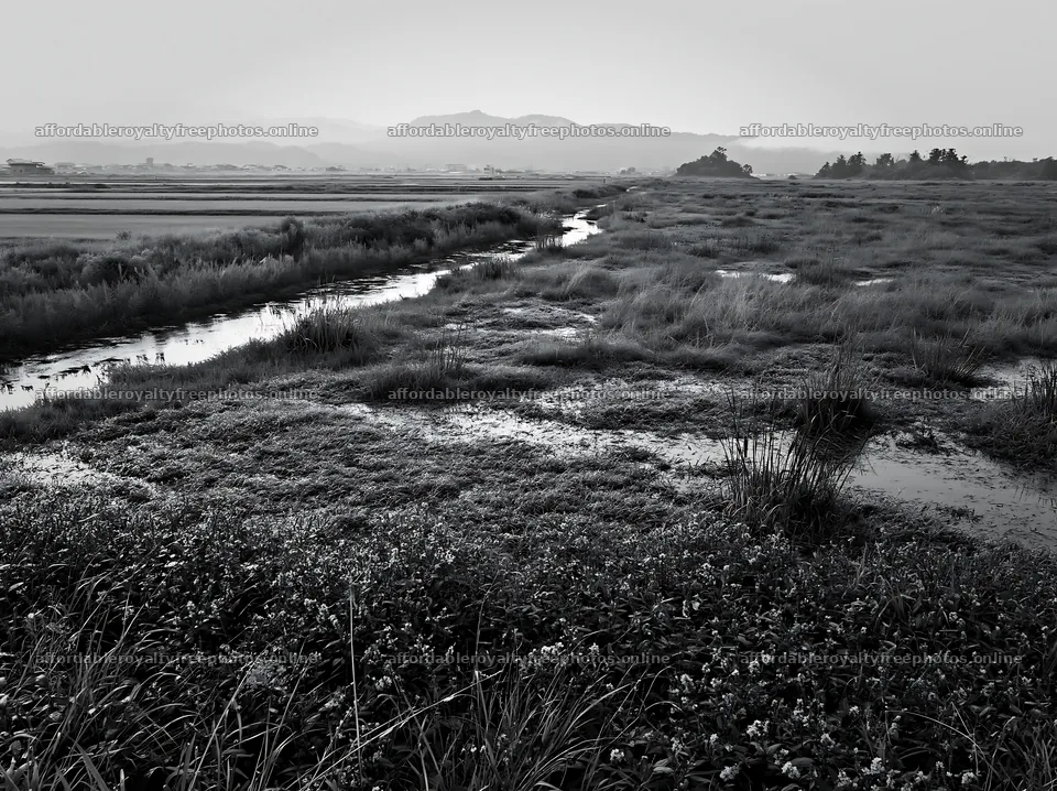Niigata floodplain restoration meadow with dew in – royalty-free photos 9174x6866