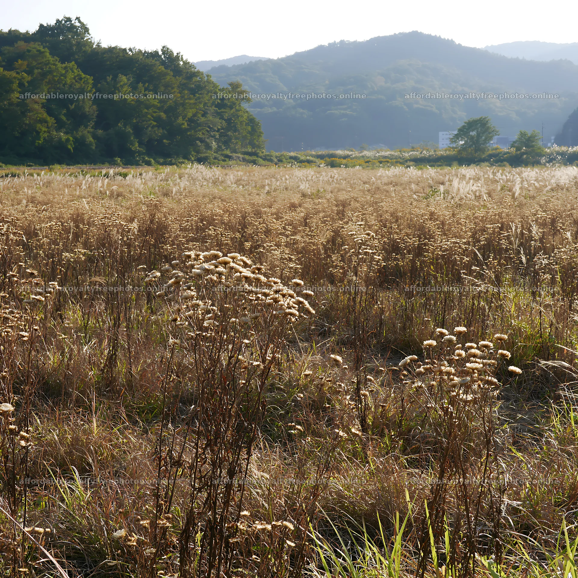 Restored meadow with autumn seedheads in Aichi – royalty-free photos 7938x7938