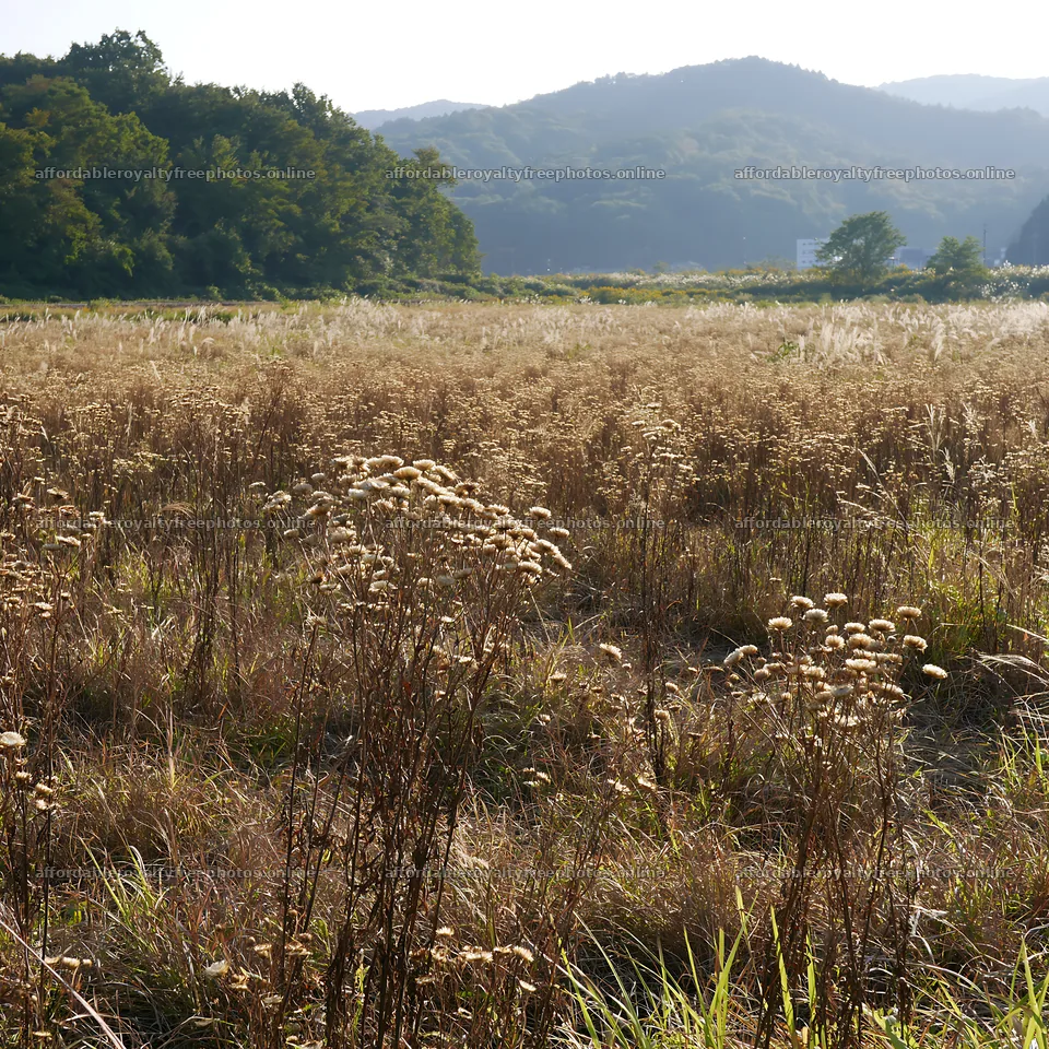 Restored meadow with autumn seedheads in Aichi – royalty-free photos 7938x7938