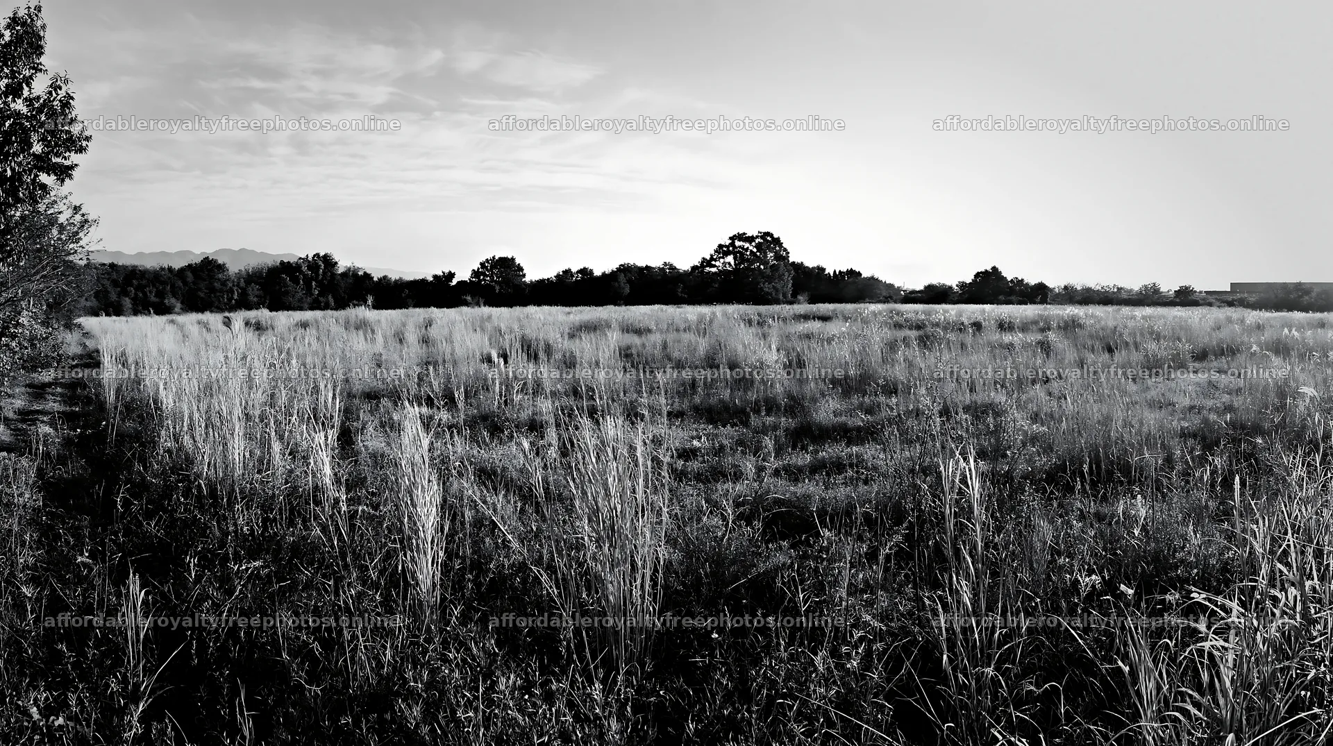 Restored meadow with seedheads in Aichi during autumn – royalty-free photos 10608x5938