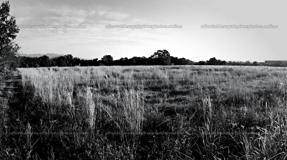 Restored meadow with seedheads in Aichi during autumn – royalty-free photos 10608x5938