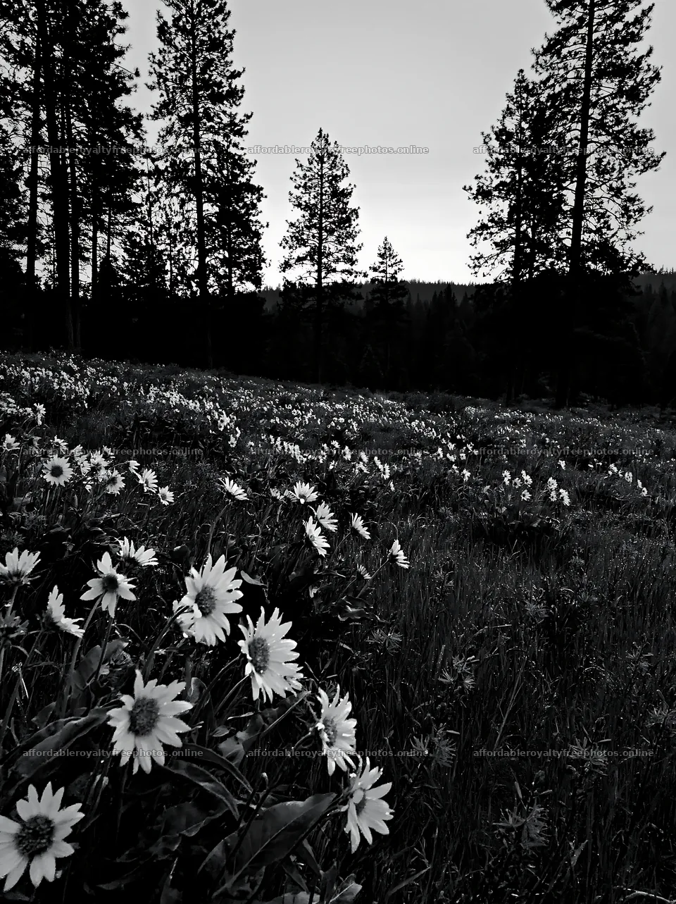 Pine forest meadow with wildflowers at dusk – royalty-free photos 6866x9174