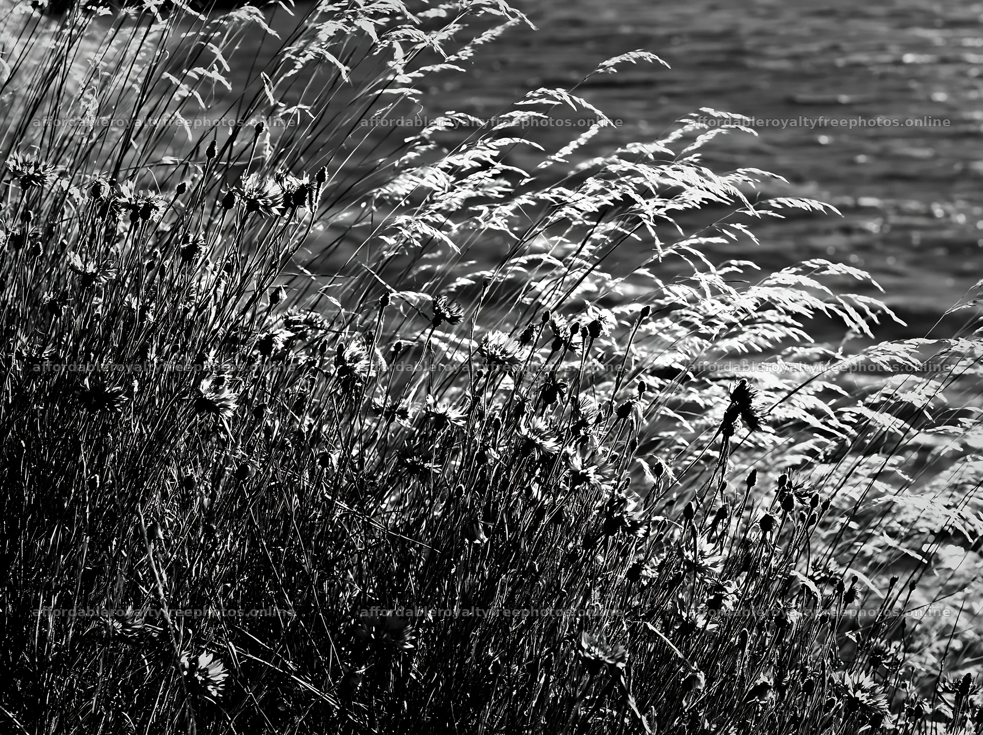 Lakeside meadow in Germany with tall grass by the water – royalty-free photos 9174x6866