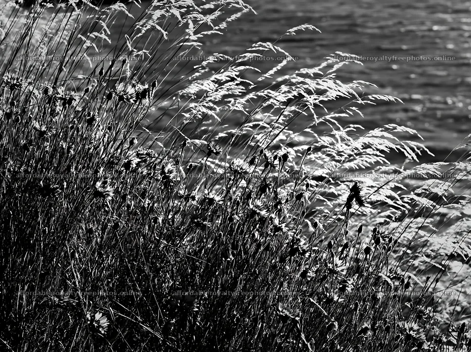Lakeside meadow in Germany with tall grass by the water – royalty-free photos 9174x6866