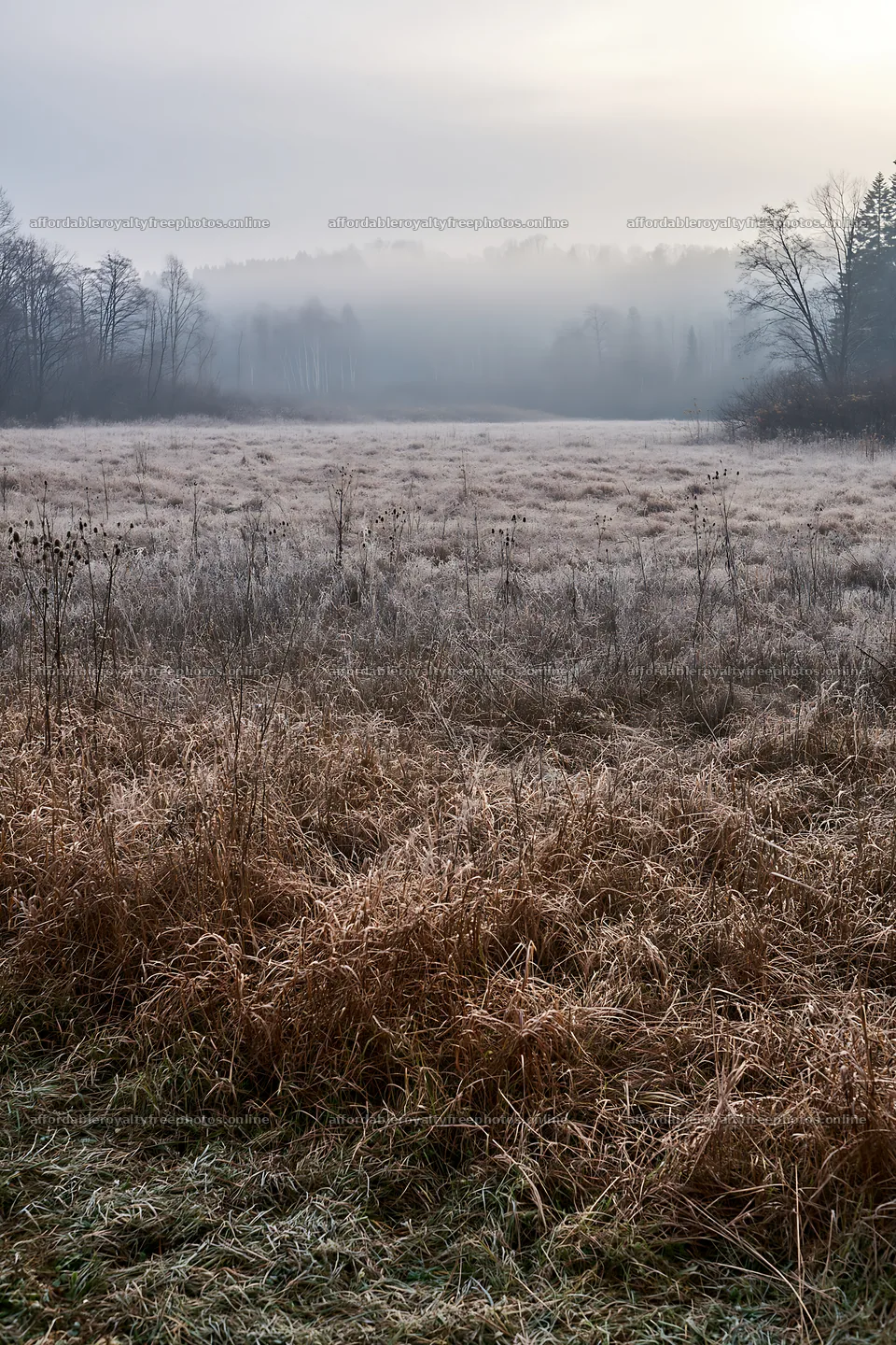 Expansive Hokkaido restoration meadow with dewdrops – royalty-free photos 6480x9722