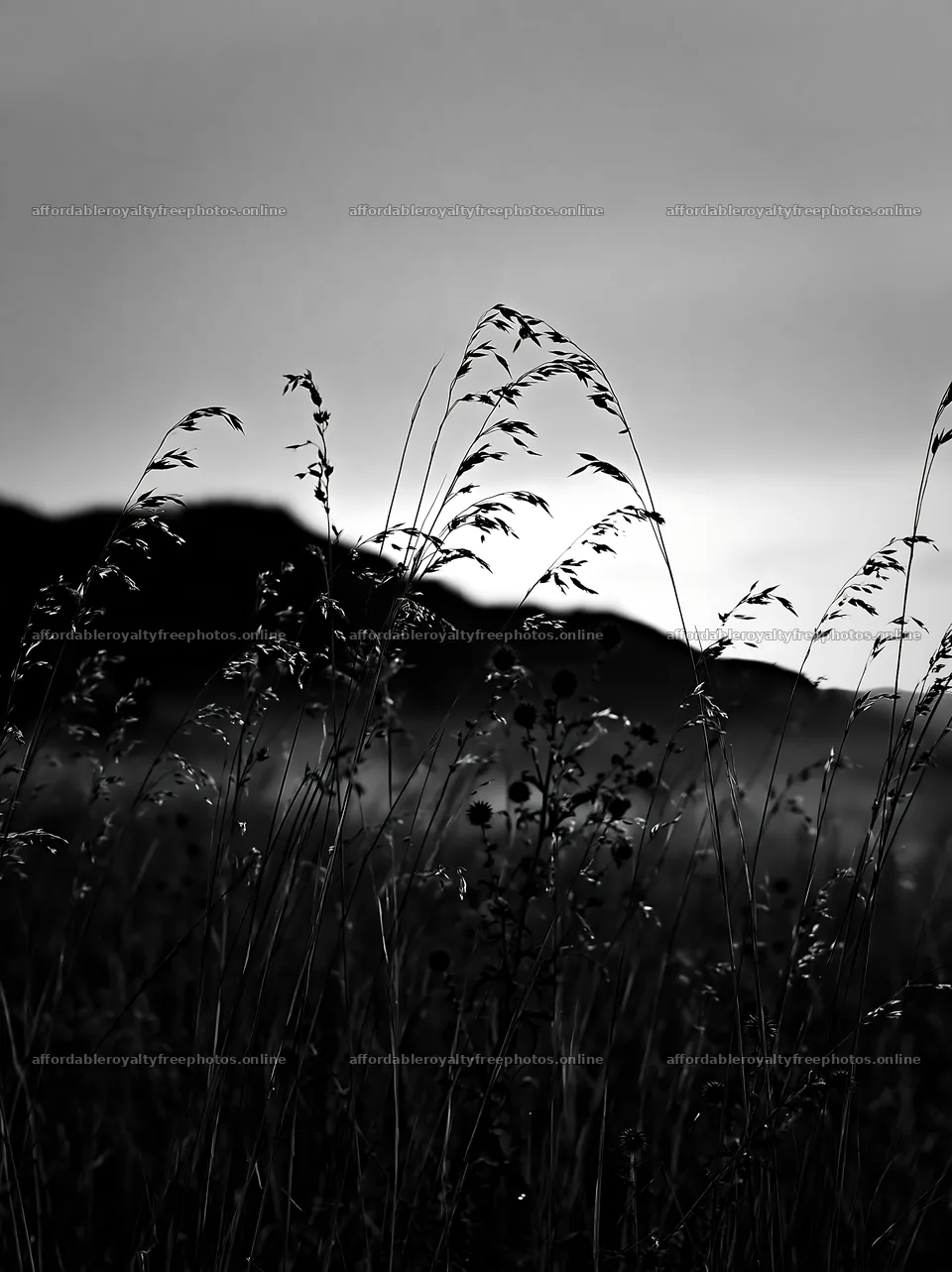 Meadow seedheads backlit at dusk – royalty-free photos 6866x9174