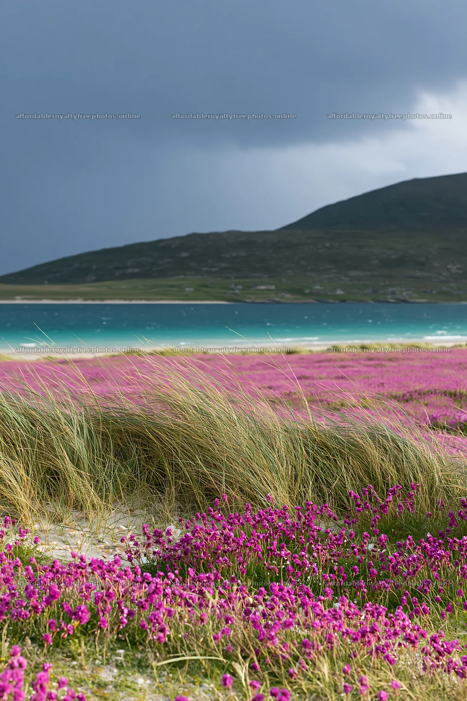 Colorful orchid meadow near the shore during cloudy – royalty-free photos 6480x9722