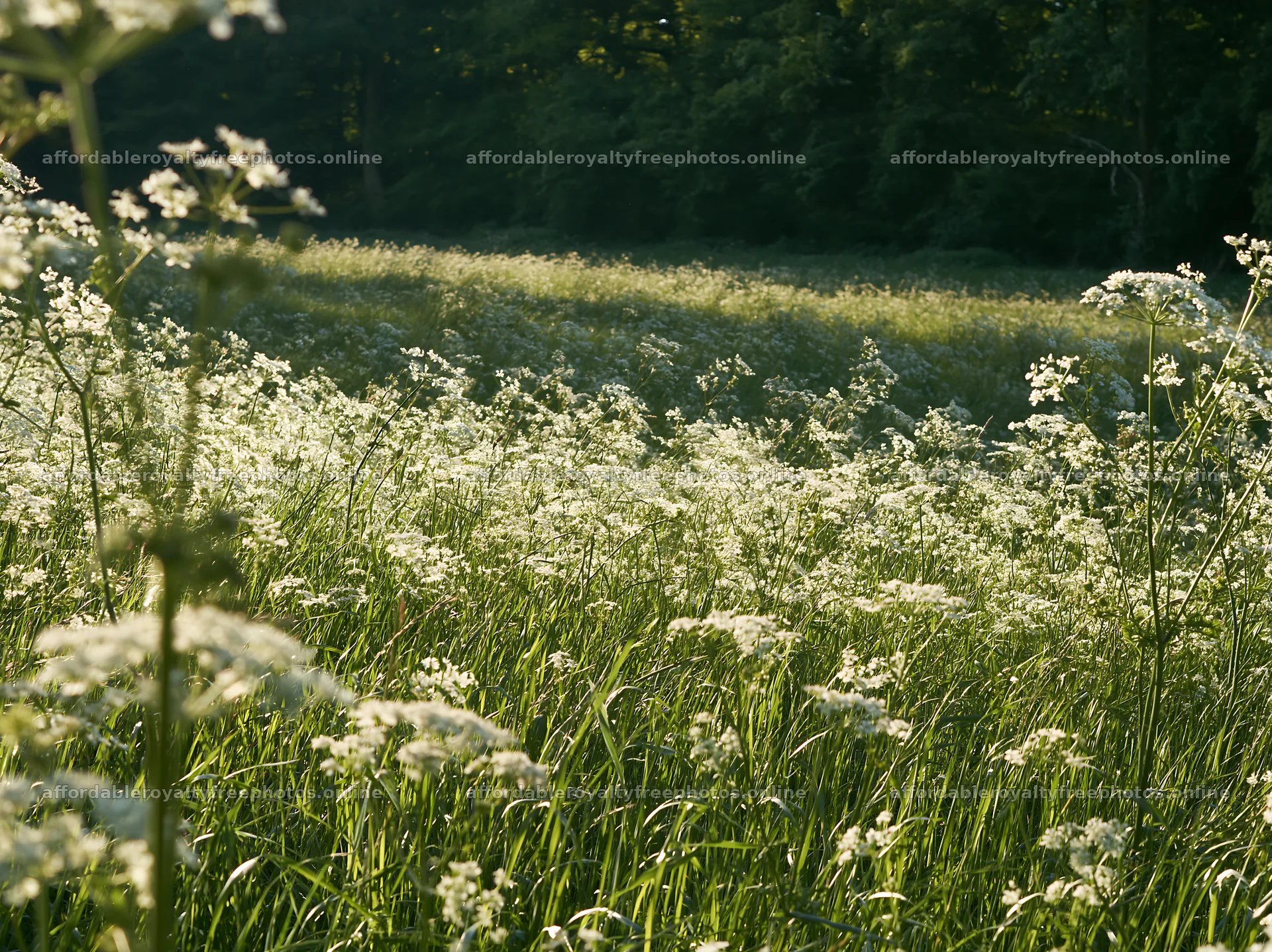 Cow parsley meadow with sunlight and green plants – royalty-free photos 9174x6866