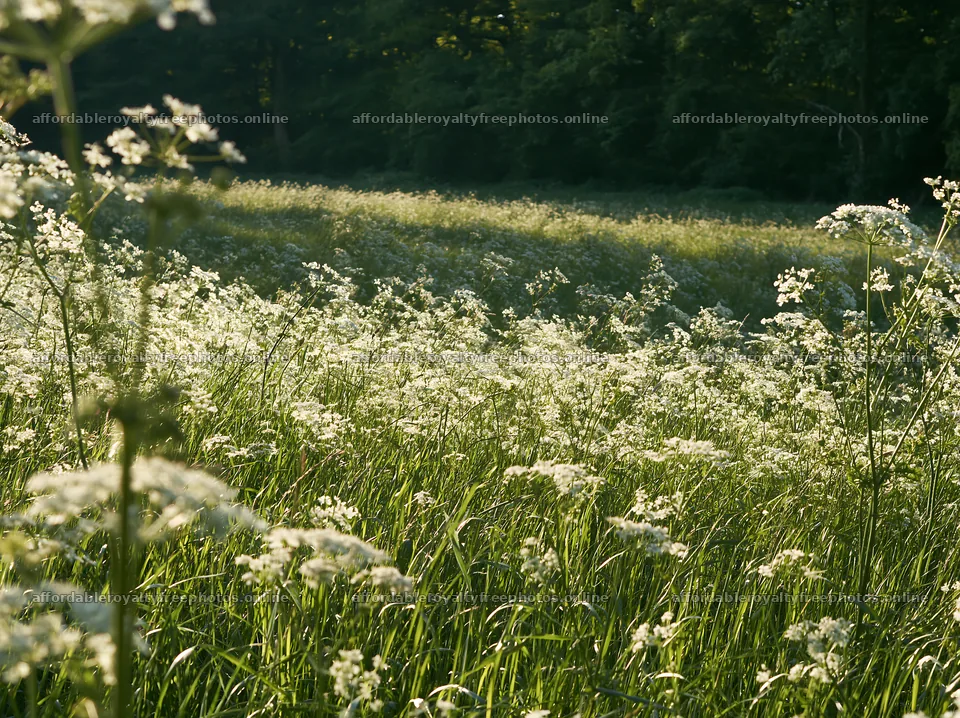 Cow parsley meadow with sunlight and green plants – royalty-free photos 9174x6866