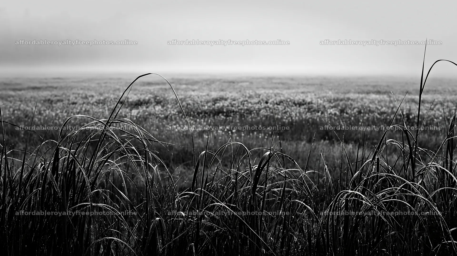 Saga floodplain meadow with reed foreground at dawn – royalty-free photos 10608x5938