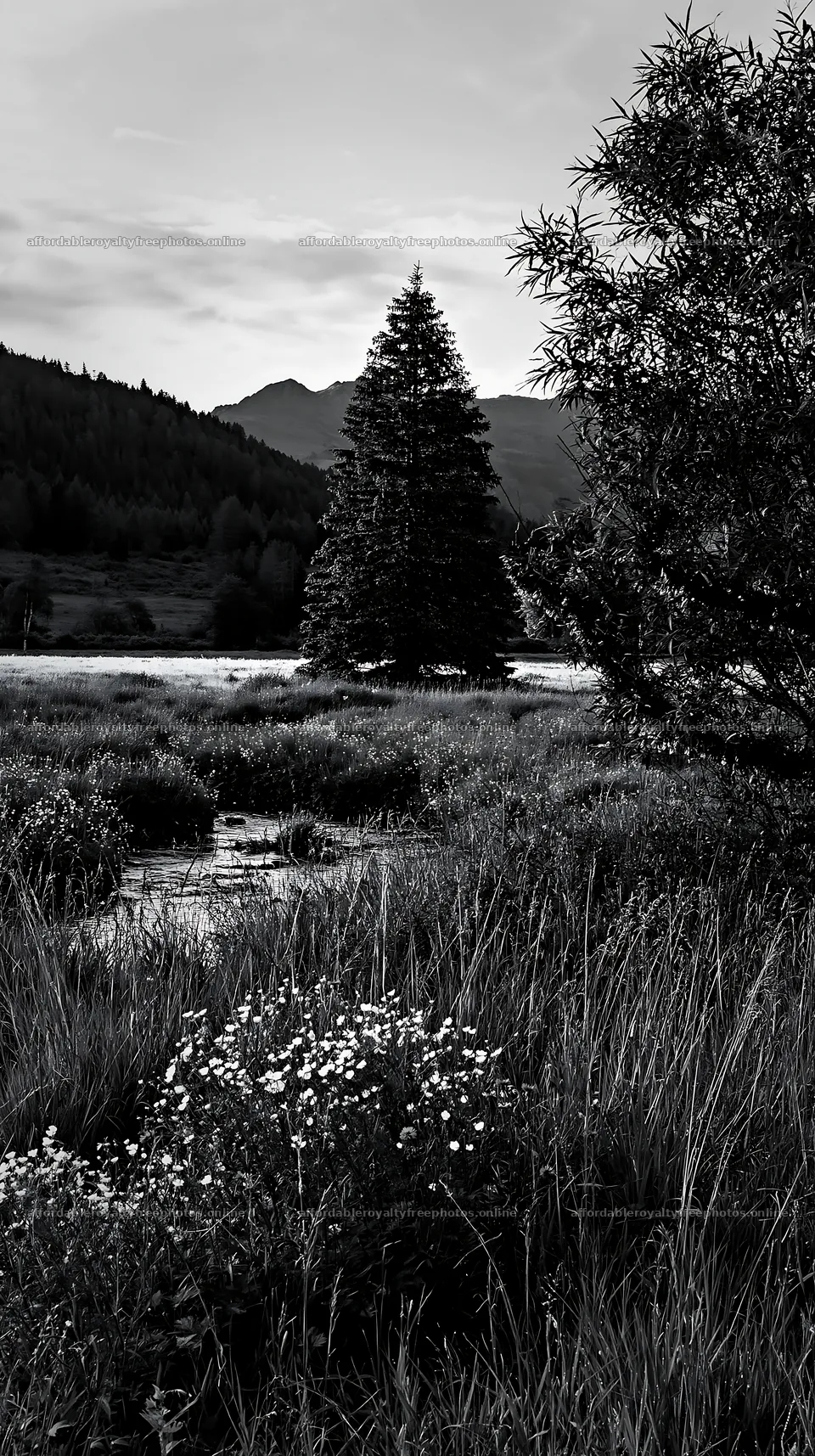 Christmas tree beside stream in meadow – royalty-free photos 5938x10608