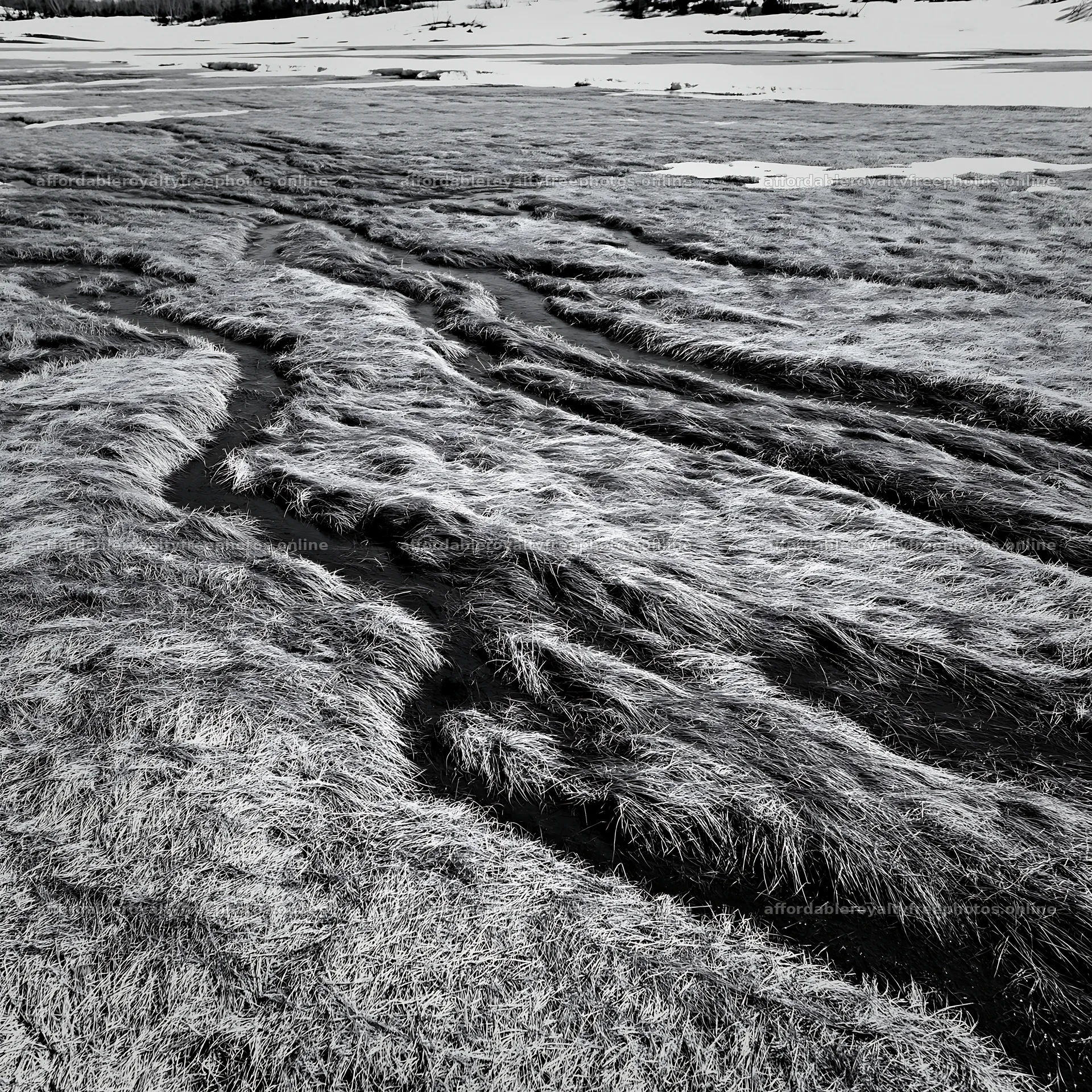 Akita snowmelt meadow with silver grasses in early spring – royalty-free photos 7938x7938