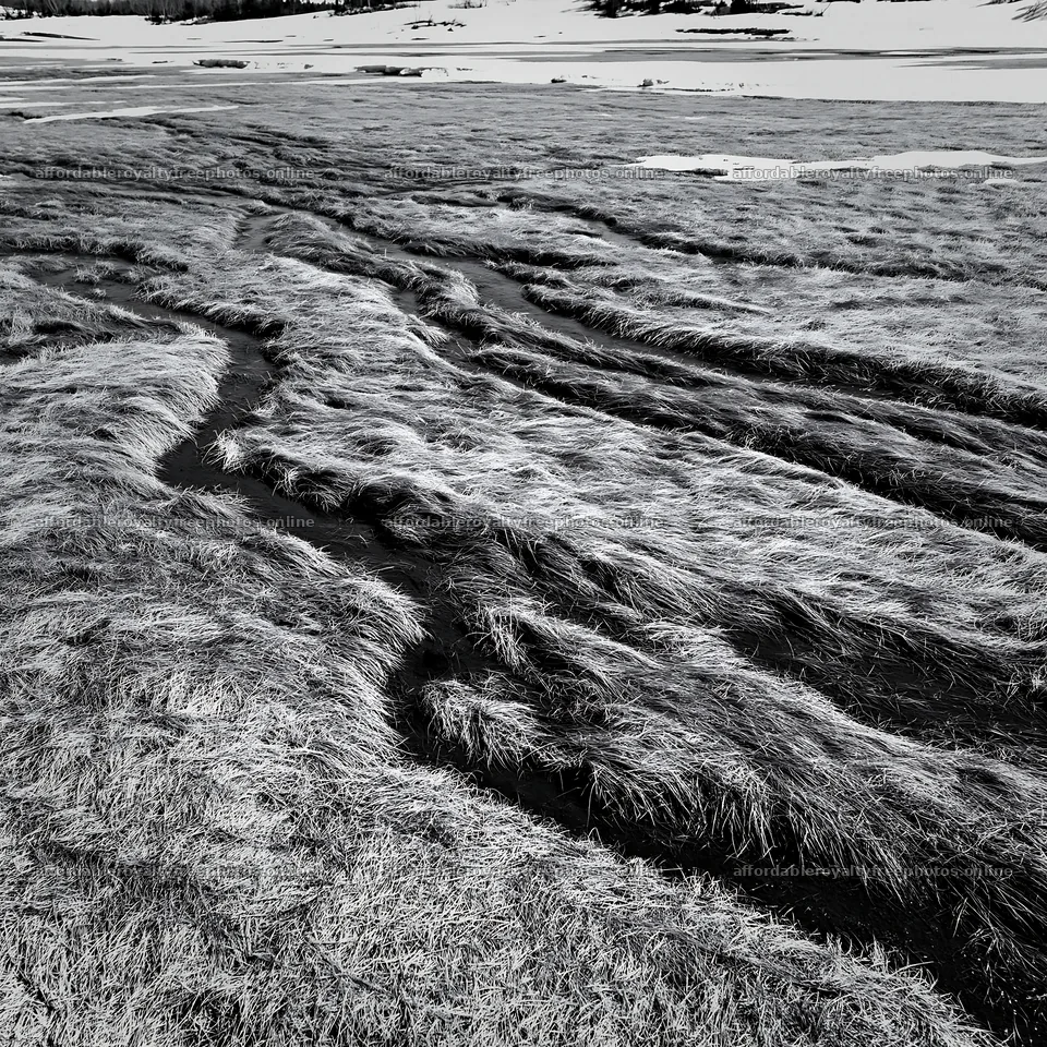 Akita snowmelt meadow with silver grasses in early spring – royalty-free photos 7938x7938