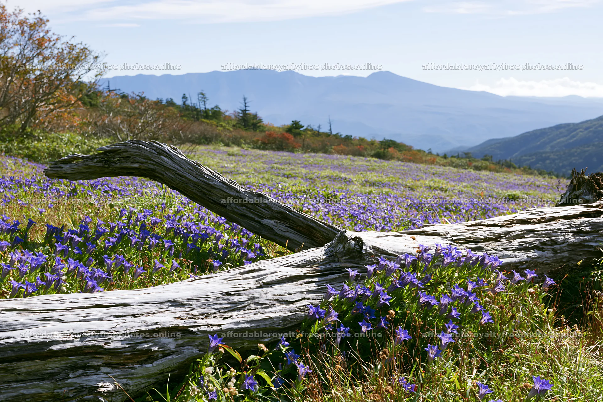 Wakayama autumn meadow weathered wood foreground – royalty-free photos 9722x6480