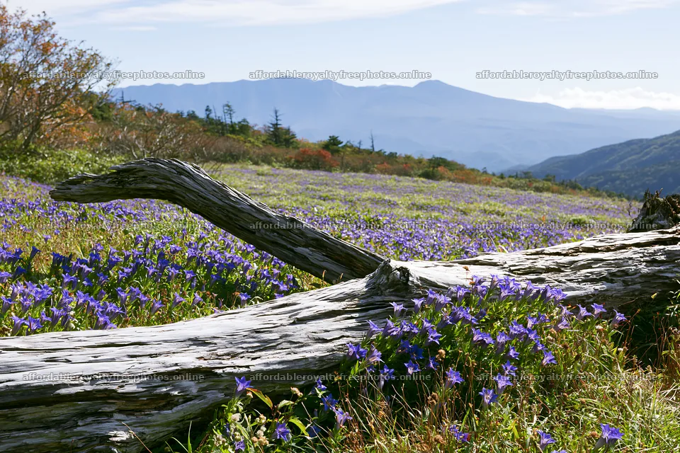 Wakayama autumn meadow weathered wood foreground – royalty-free photos 9722x6480
