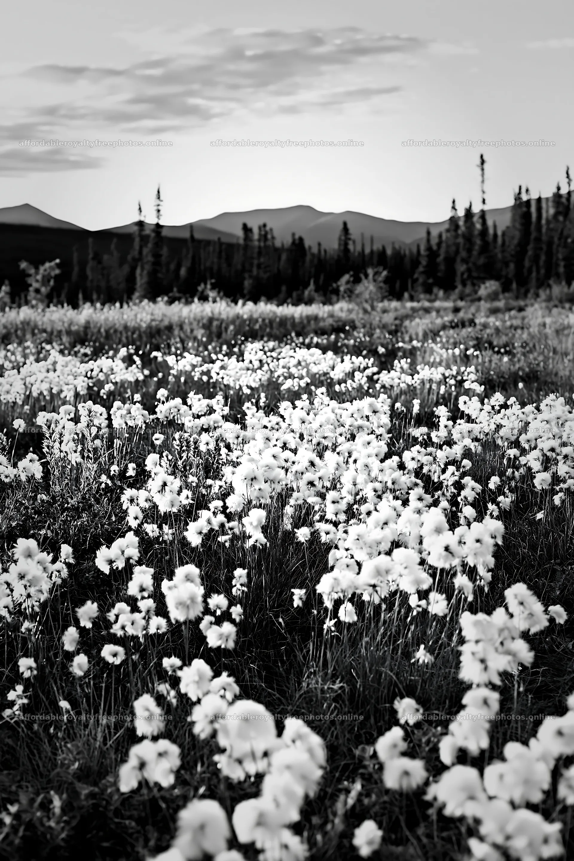 Cottongrass meadow glow at sunset with distant mountains – royalty-free photos 6480x9722