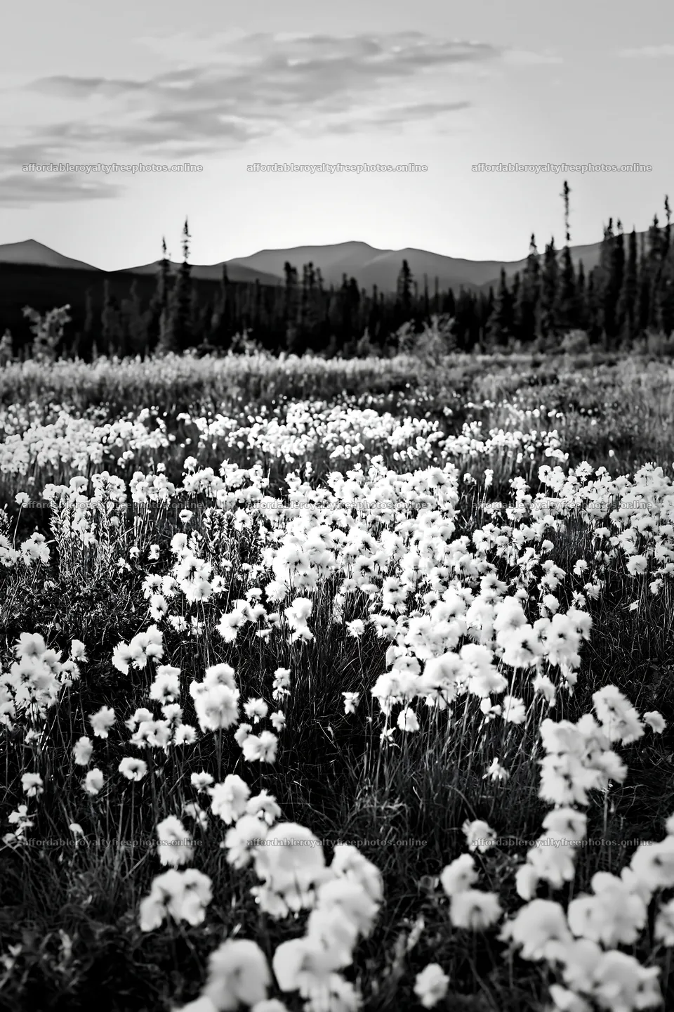 Cottongrass meadow glow at sunset with distant mountains – royalty-free photos 6480x9722