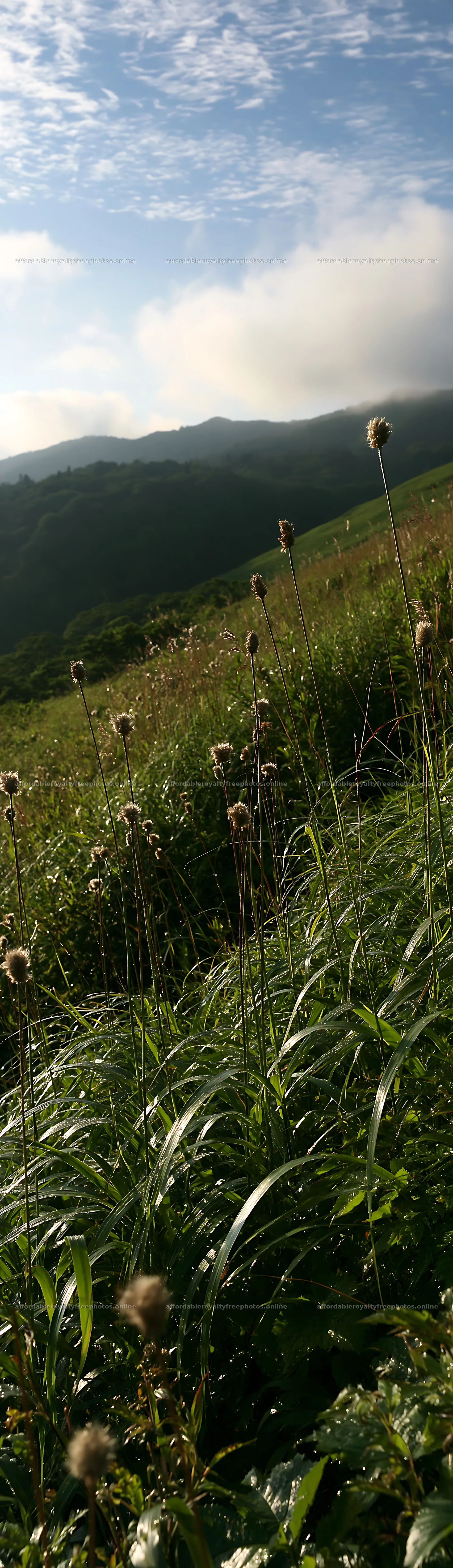 Iwate rain refreshed meadow seedhead foreground – royalty-free photos 4268x14762