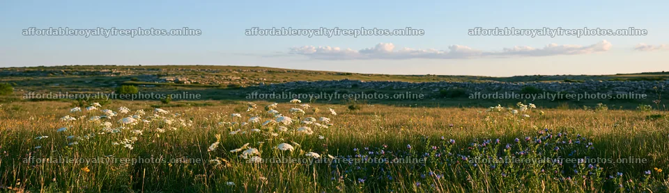 Regenerative meadow with wildflowers in open landscape – royalty-free photos 14762x4268